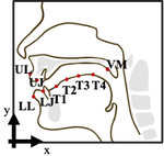 A Study of Incorporating Articulatory Movement Information in Speech Enhancement